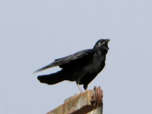 この時期はカラスとの戦い!